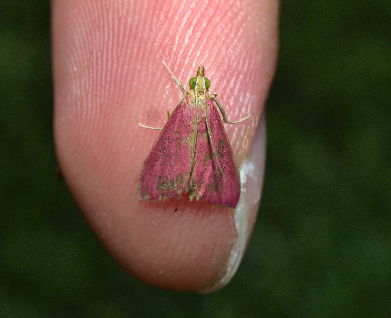 Possibly a first PA record_20210909.jpg